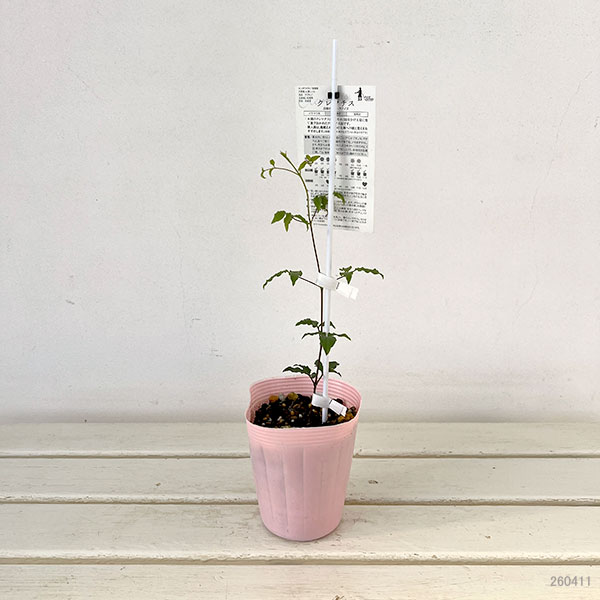 クレマチス：ダーク・アイズ4号ポット（ビチセラ系）**