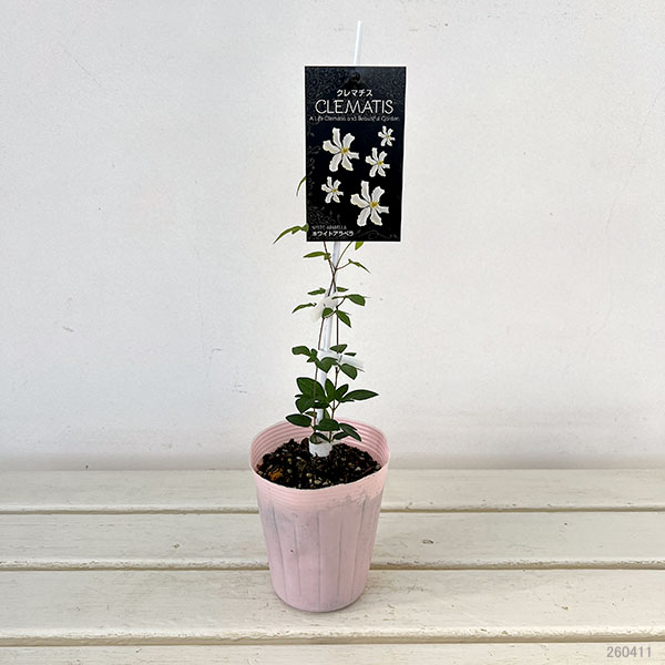 クレマチス：ホワイト アラベラ4号ポット(インテグリフォリア系)*