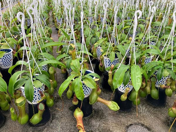 ネペンテス：アラータ ヒスイ 4号吊鉢入り