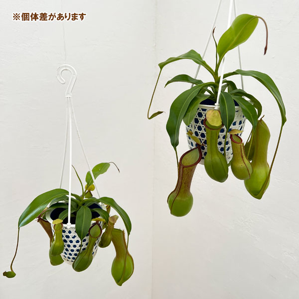 ネペンテス:アラータ ヒスイ 4号吊鉢入り