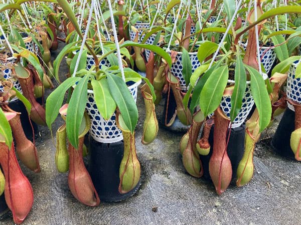 ネペンテス：アラータ アカネ 4号吊鉢入り