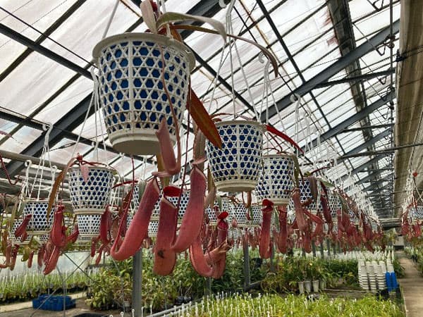 ネペンテス：アルボマルギナータ 4号吊鉢入り