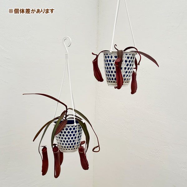 ネペンテス：アルボマルギナータ 4号吊鉢入り