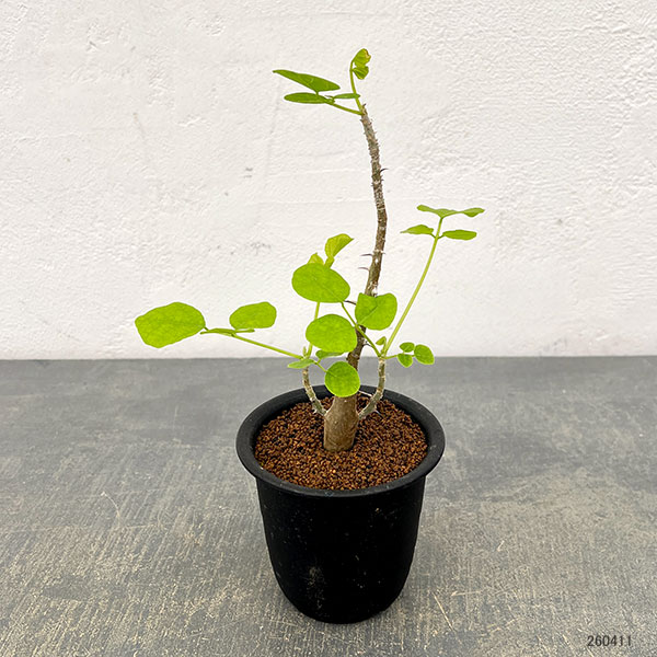 エリスリナ:メラナカンサ 3号鉢植え