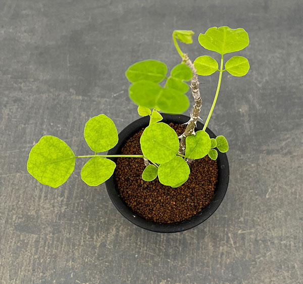エリスリナ:メラナカンサ 3号鉢植え