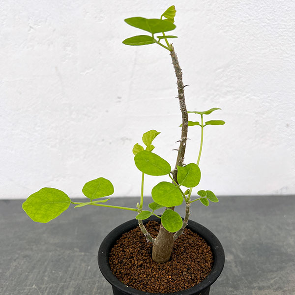 エリスリナ:メラナカンサ 3号鉢植え