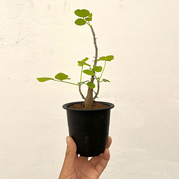 エリスリナ:メラナカンサ 3号鉢植え
