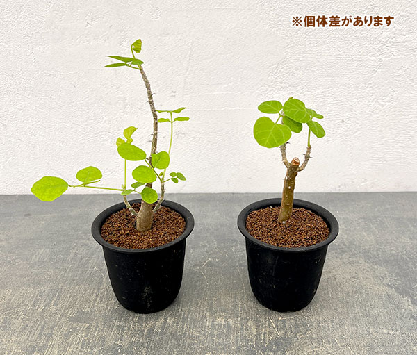 エリスリナ:メラナカンサ 3号鉢植え