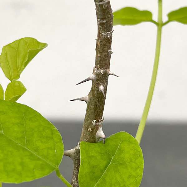エリスリナ:メラナカンサ 3号鉢植え