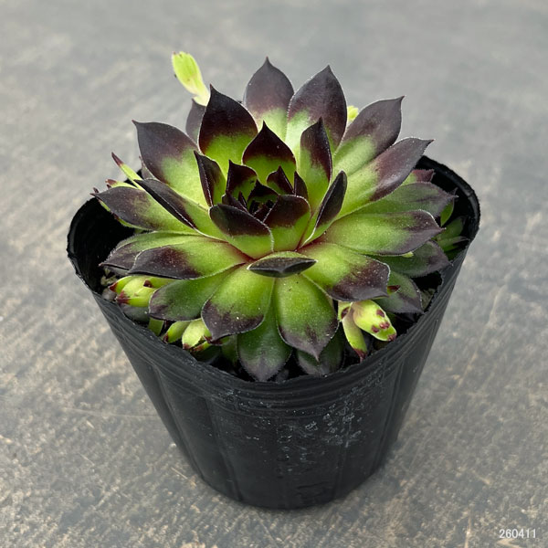 センペルビウム：ラインハルト 3号ポット