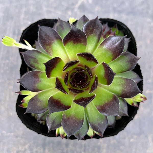 センペルビウム：ラインハルト 3号ポット