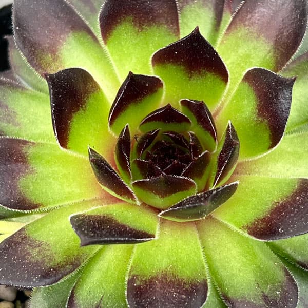 センペルビウム：ラインハルト 3号ポット