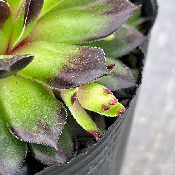 センペルビウム：ラインハルト 3号ポット