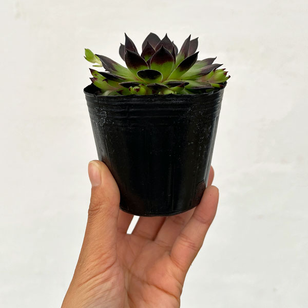 センペルビウム：ラインハルト 3号ポット