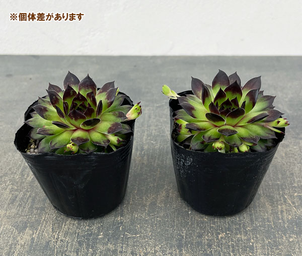 センペルビウム：ラインハルト 3号ポット