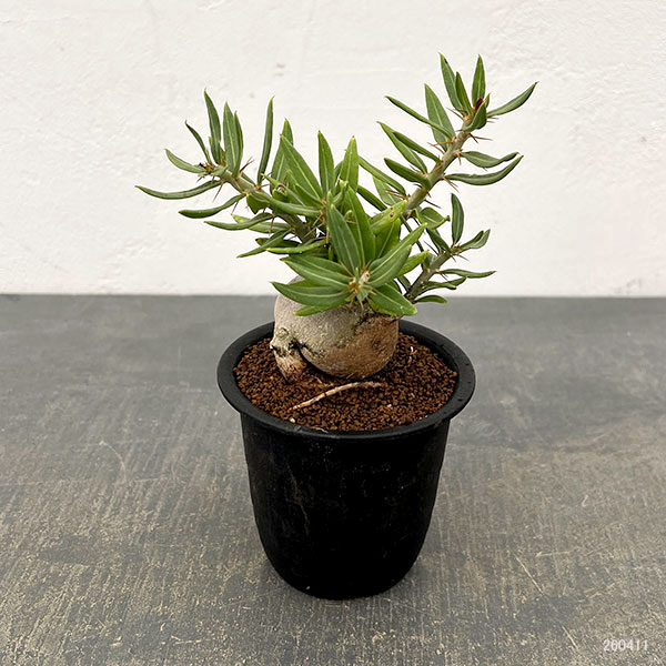 園芸ネット本店｜パキポディウム：ビスピノーサム 3号鉢植え26-01 の