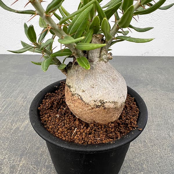 園芸ネット本店｜パキポディウム：ビスピノーサム 3号鉢植え26-01 の