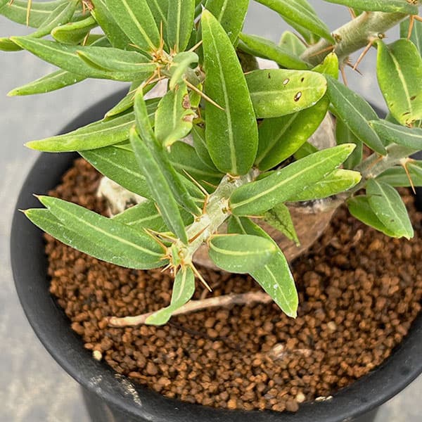 園芸ネット本店｜パキポディウム：ビスピノーサム 3号鉢植え26-01 の