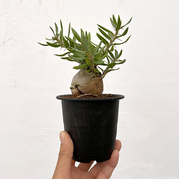 園芸ネット本店｜パキポディウム：ビスピノーサム 3号鉢植え26-01 の