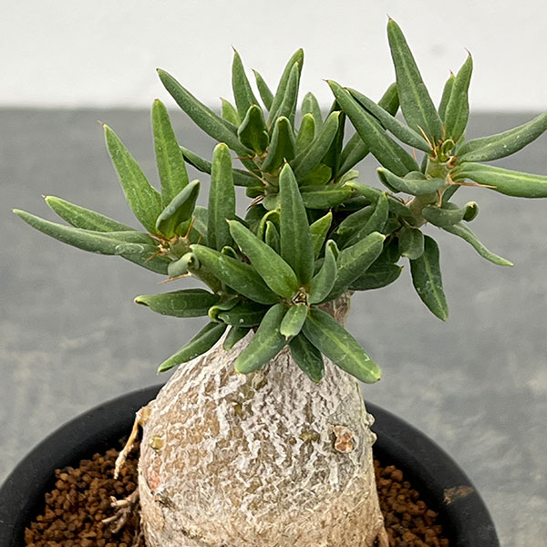 パキポディウム：ビスピノーサム　3号鉢植え26-02