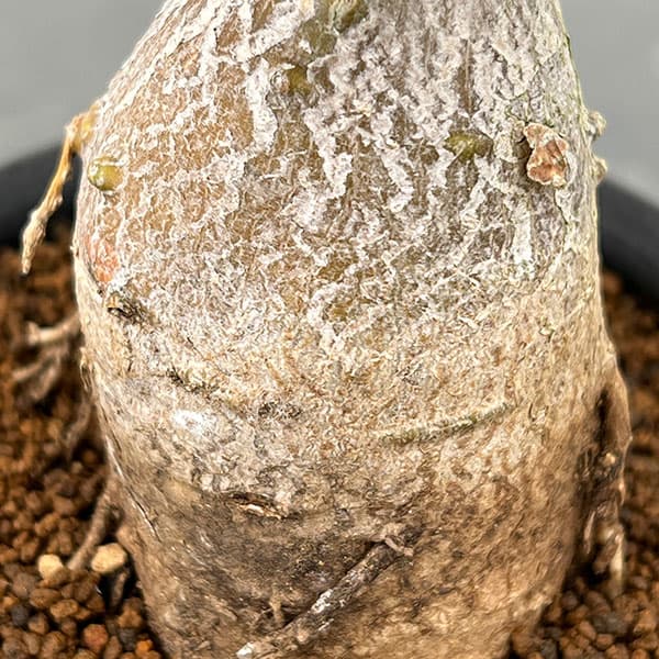 パキポディウム：ビスピノーサム　3号鉢植え26-02