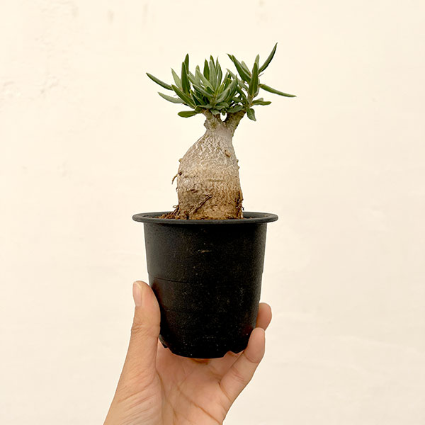 パキポディウム：ビスピノーサム　3号鉢植え26-02