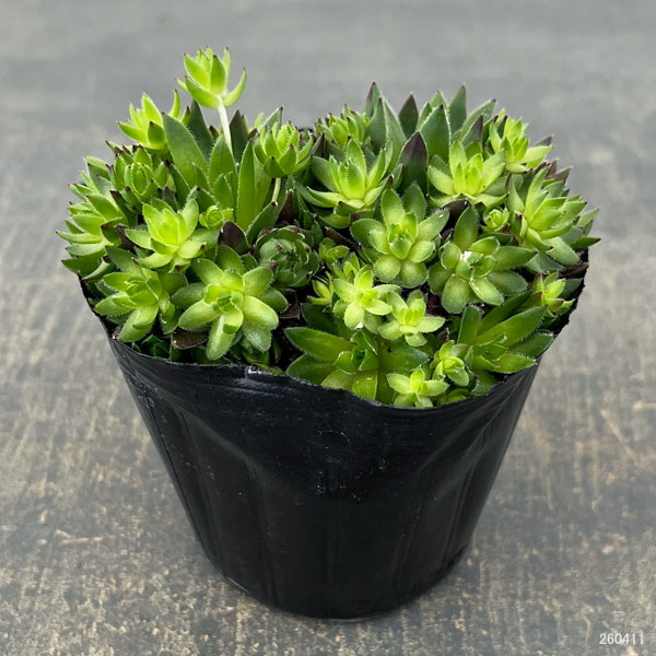 ジョビバルバ：ヒルタブルガリア　3号ポット