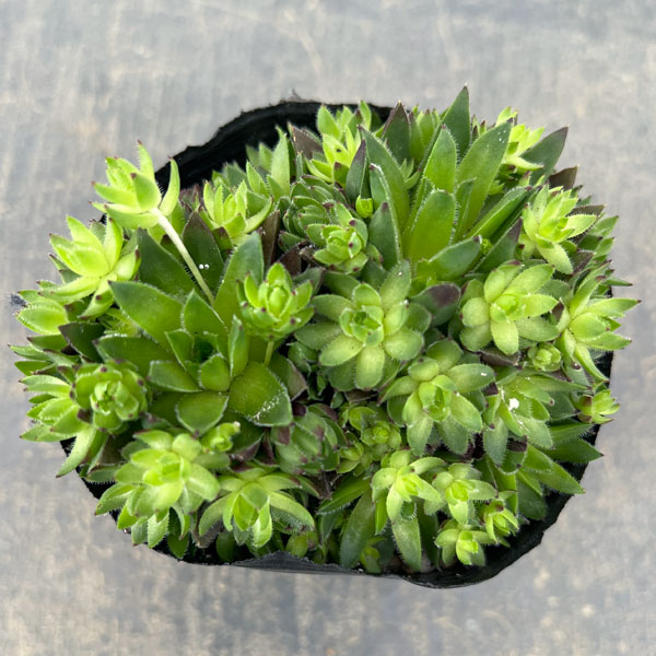 ジョビバルバ：ヒルタブルガリア　3号ポット