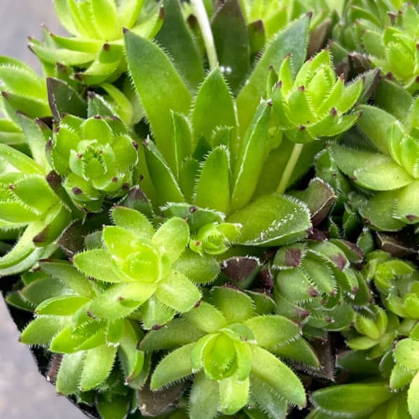 ジョビバルバ：ヒルタブルガリア　3号ポット