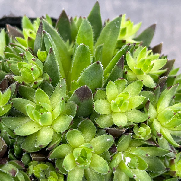 ジョビバルバ：ヒルタブルガリア　3号ポット