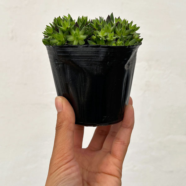 ジョビバルバ：ヒルタブルガリア　3号ポット