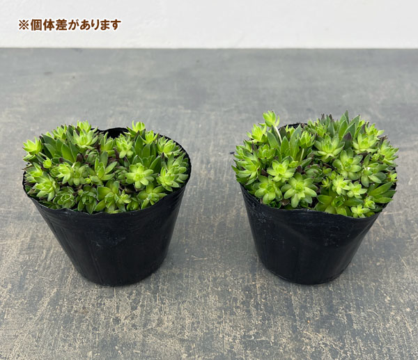 ジョビバルバ：ヒルタブルガリア　3号ポット