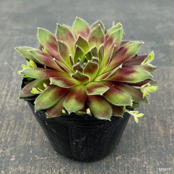 センペルビウム：ラブリーレディ 3号ポット