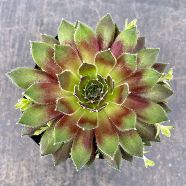 センペルビウム：ラブリーレディ 3号ポット