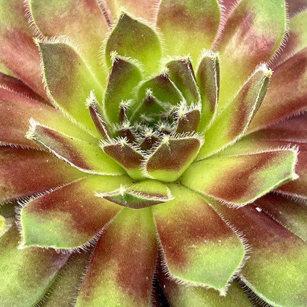 センペルビウム：ラブリーレディ 3号ポット