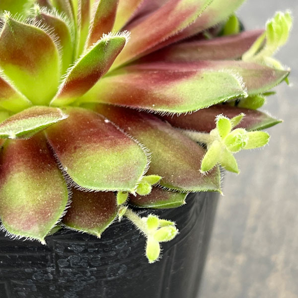 センペルビウム：ラブリーレディ 3号ポット