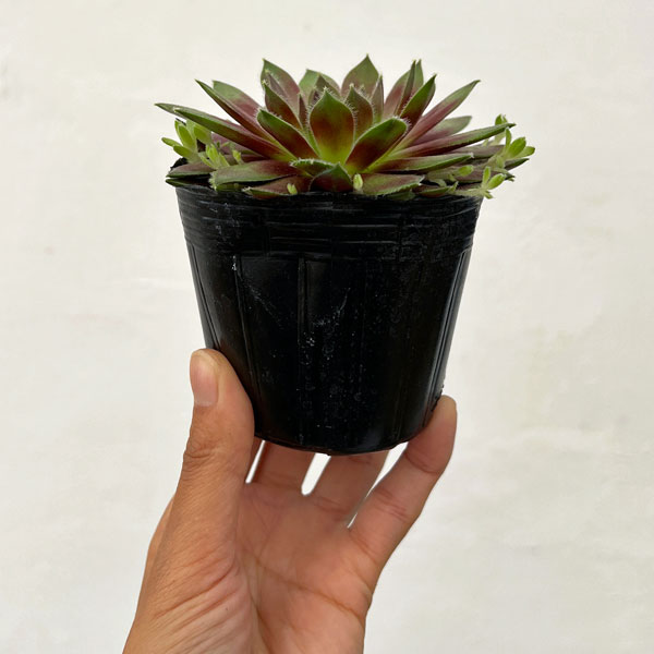 センペルビウム：ラブリーレディ 3号ポット