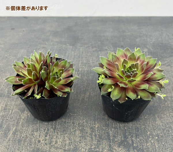 センペルビウム：ラブリーレディ 3号ポット