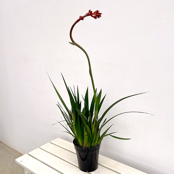 (わけあり特価)カンガルーポー:ランドスケープ スカーレット 5号鉢植え