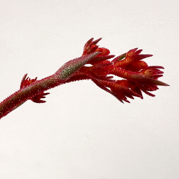 (わけあり特価)カンガルーポー:ランドスケープ スカーレット 5号鉢植え