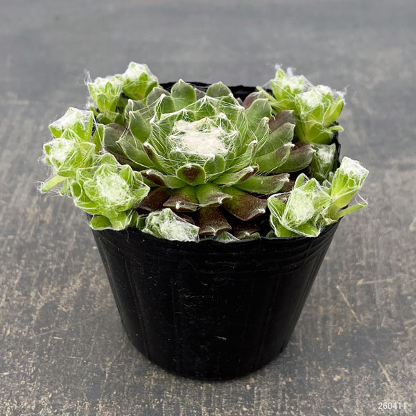 センペルビウム：ガゼル　3号ポット