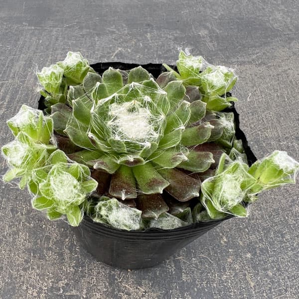 センペルビウム：ガゼル　3号ポット