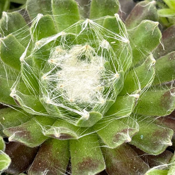 センペルビウム：ガゼル　3号ポット