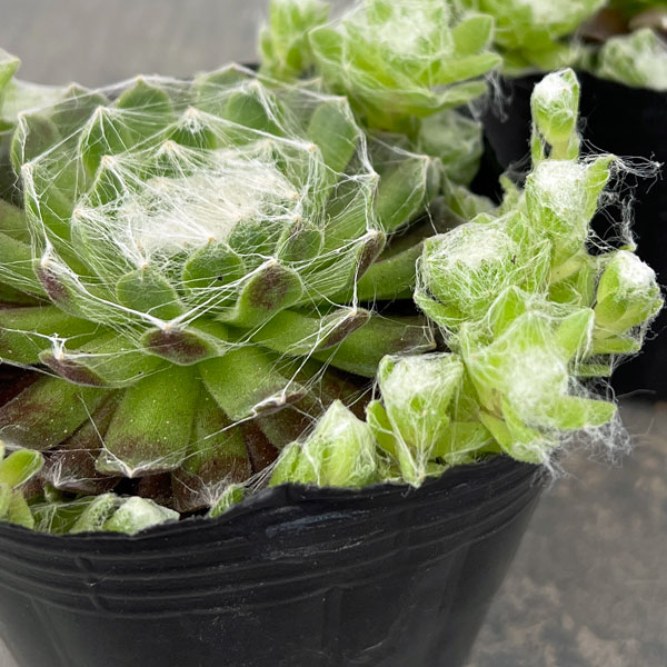 センペルビウム：ガゼル　3号ポット