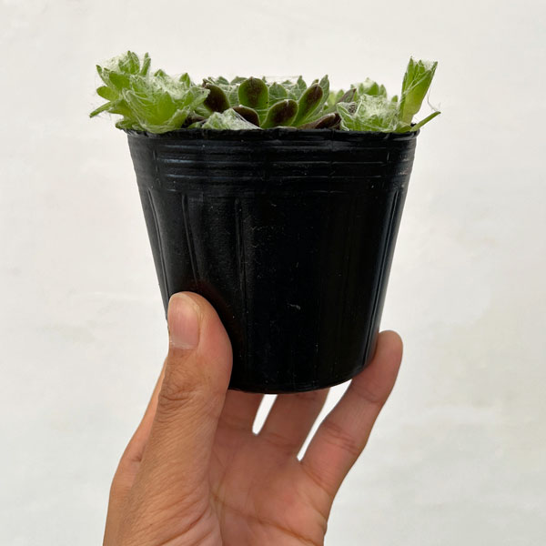 センペルビウム：ガゼル　3号ポット