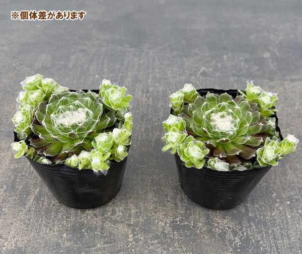 センペルビウム：ガゼル　3号ポット