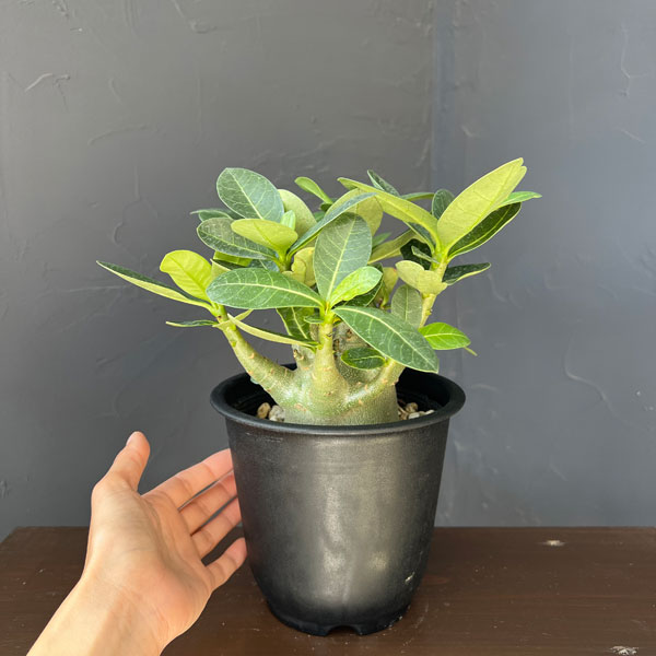 アデニウム：アラビカム　モンスター　5号鉢植え