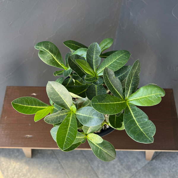 アデニウム：アラビカム　モンスター　5号鉢植え