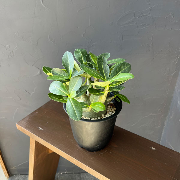 アデニウム：アラビカム　モンスター　5号鉢植え