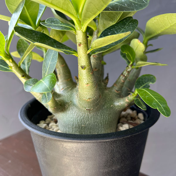 アデニウム：アラビカム　モンスター　5号鉢植え